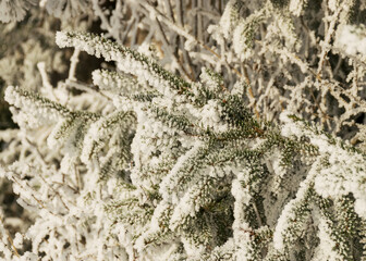 thick and white frost covers the trees on the river bank, close-up view of frosted branches
