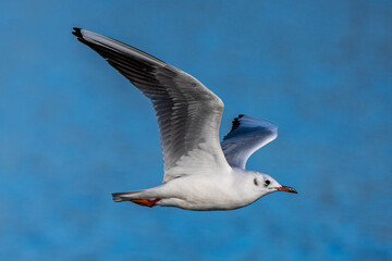 The European Herring Gull, Larus argentatus is a large gull