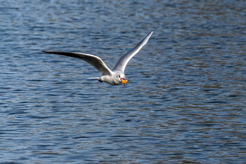 The European Herring Gull, Larus argentatus is a large gull