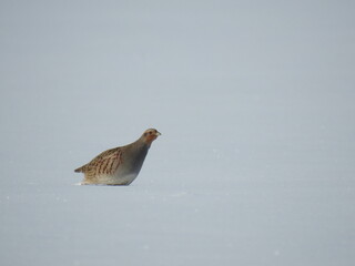 bird in snow