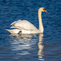 Mute swan, Cygnus olor swimming on a lake