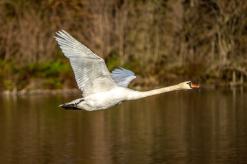 Mute swan, Cygnus olor swimming on a lake