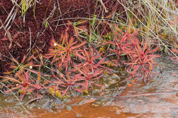 Group of the sundew Drosera latifolia in natural habitat close to Diamantina in Minas Gerais, Brazil