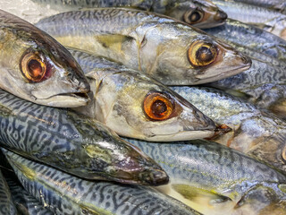 Fresh Saba Fish in the market close up