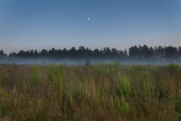 mist over swamp