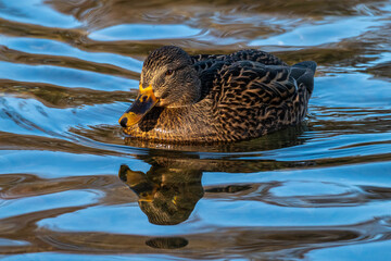 Wild duck or mallard, Anas platyrhynchos swimming in a lake