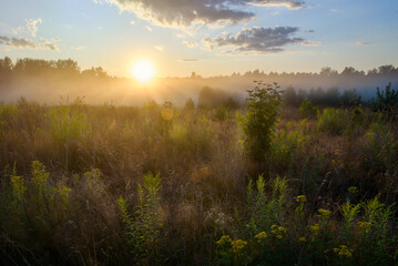 morning mist in the field