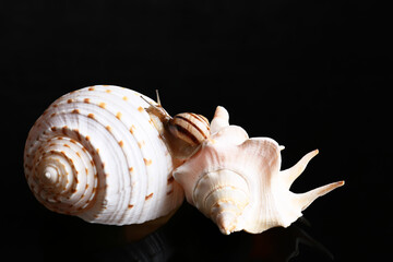 Snail and sea shells on dark background