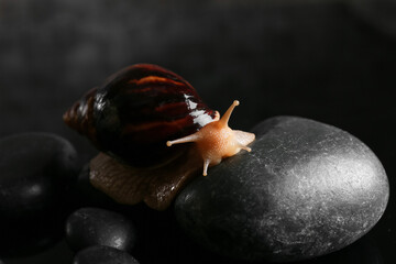Snail and spa stones on dark background
