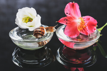 Snail, glass bowls and flowers on dark background