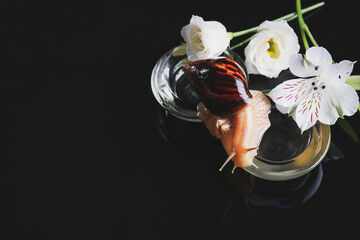 Snail, glass bowls and flowers on dark background