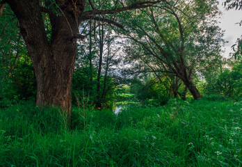 Fototapeta premium morning in the forest