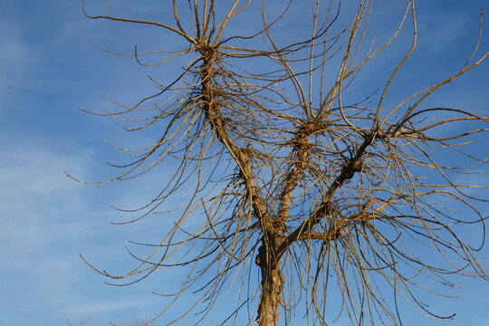 &aacute;rbol