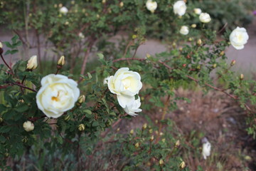 Obraz na płótnie Canvas Beautiful bush of a white tea rose.