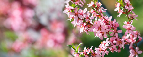 Blooming almond tree. Pink flowers on a tree