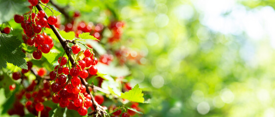 ripe red currant in a garden on green background