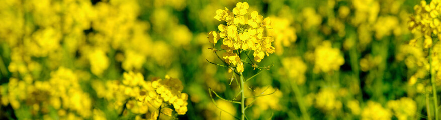 【静岡】河津桜並木（春）