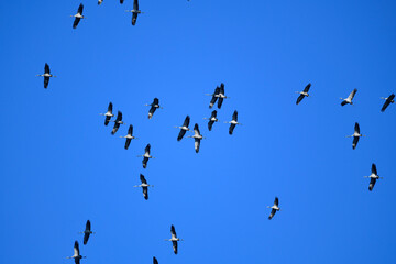 migratory cranes (Grus grus) // les grues migratrices © bennytrapp