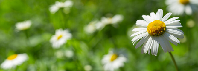 Obraz na płótnie Canvas Daisy flower in a field. Summer flowers