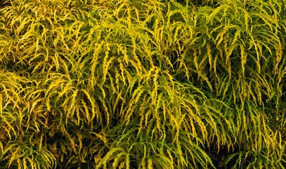 A green houseplant, is a plant that is grown indoors in places such as residences and offices. © JakaSuryanta