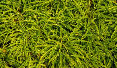 A green houseplant, is a plant that is grown indoors in places such as residences and offices © JakaSuryanta