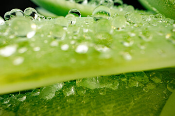Macro of dew drops on leaves of succulent plant