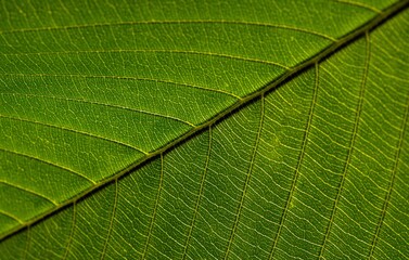 Close up of Dillenia indica leaves, commonly known as elephant apple