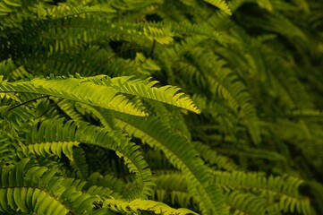 Green fern leaves in shallow focus for natural background