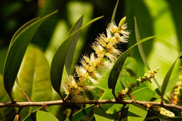 Melaleuca cajuputi flower, in shallow focus, commonly known as cajuput