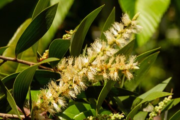 Melaleuca cajuputi flower, in shallow focus, commonly known as cajuput