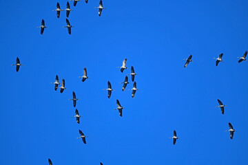 ziehende Kraniche (Grus grus) // migrating Common cranes © bennytrapp