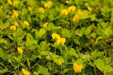 Tiny yellow flowers among green leaves in shallow focus
