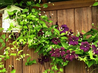 壁に絡まるクレマチスの花、クレマチスと鳥の巣箱