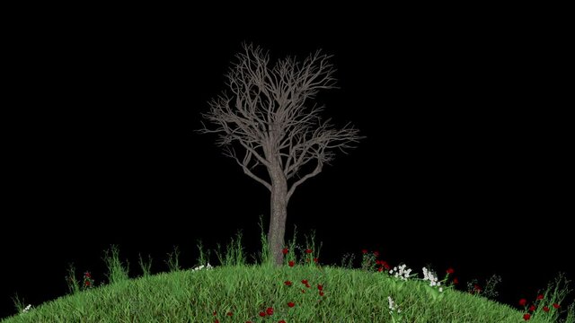 Tree Timelapse Growing On Round Flower Blooming Field, Luma Matte Attached