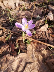 spring crocus flowers