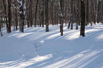 Snowy forest on a sunny day after heavy snowfall
