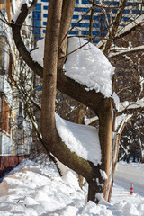 Snow snowdrifts on a tree - 415722837