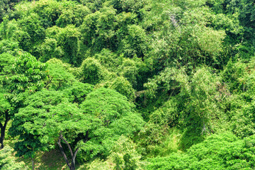 Top view of tropical forest. Green foliage of rainforest.