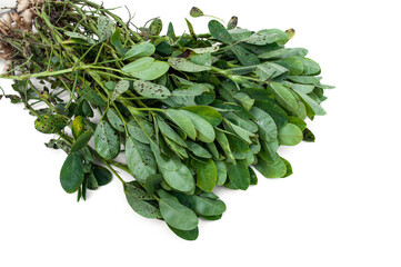 Peanut leaves isolated on white background.