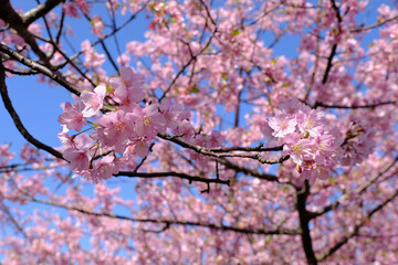 【静岡】河津桜並木（春）