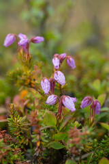 Phyllodoce caerulea, blue mountainheath bloomig in Norwegian nature