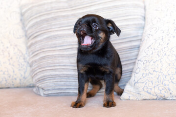 Little cute black Brussels griffon puppy stands on the couch among the pillows, opens his mouth, yawns or barks, stuck out his tongue. Smousje, Belgian Griffon, Petit Brabancon. Dog day, pet day.