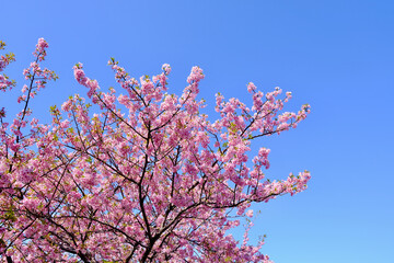 【静岡】河津桜並木（春）