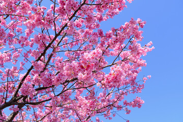 【静岡】河津桜並木（春）