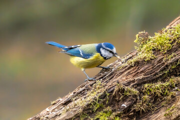 Blue tit at a feeding place at the Mönchbruch pond in a natural reserve in Hesse Germany. Looking for food in winter time.