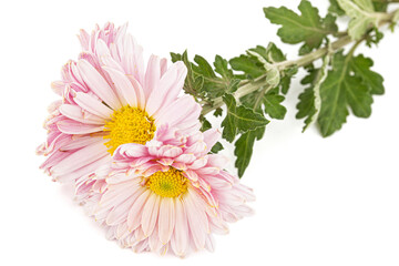 Pink flowers of ofchrysanthemum, isolated on white background