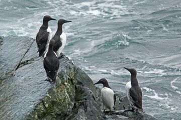 Fototapeta premium Group of common guillemots, Uria aalge on the rocks by the sea at Hornøya island, Varanger peninsula, Norway