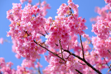 【静岡】河津桜並木（春）