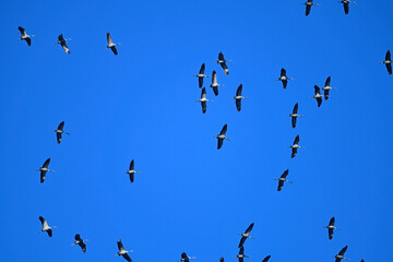 ziehende Kraniche (Grus grus) // migrating Common cranes © bennytrapp
