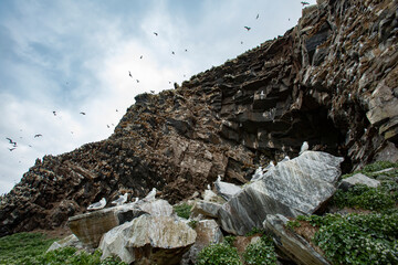 Bird colony on the cliff in Norwegian nature with birds flying around it